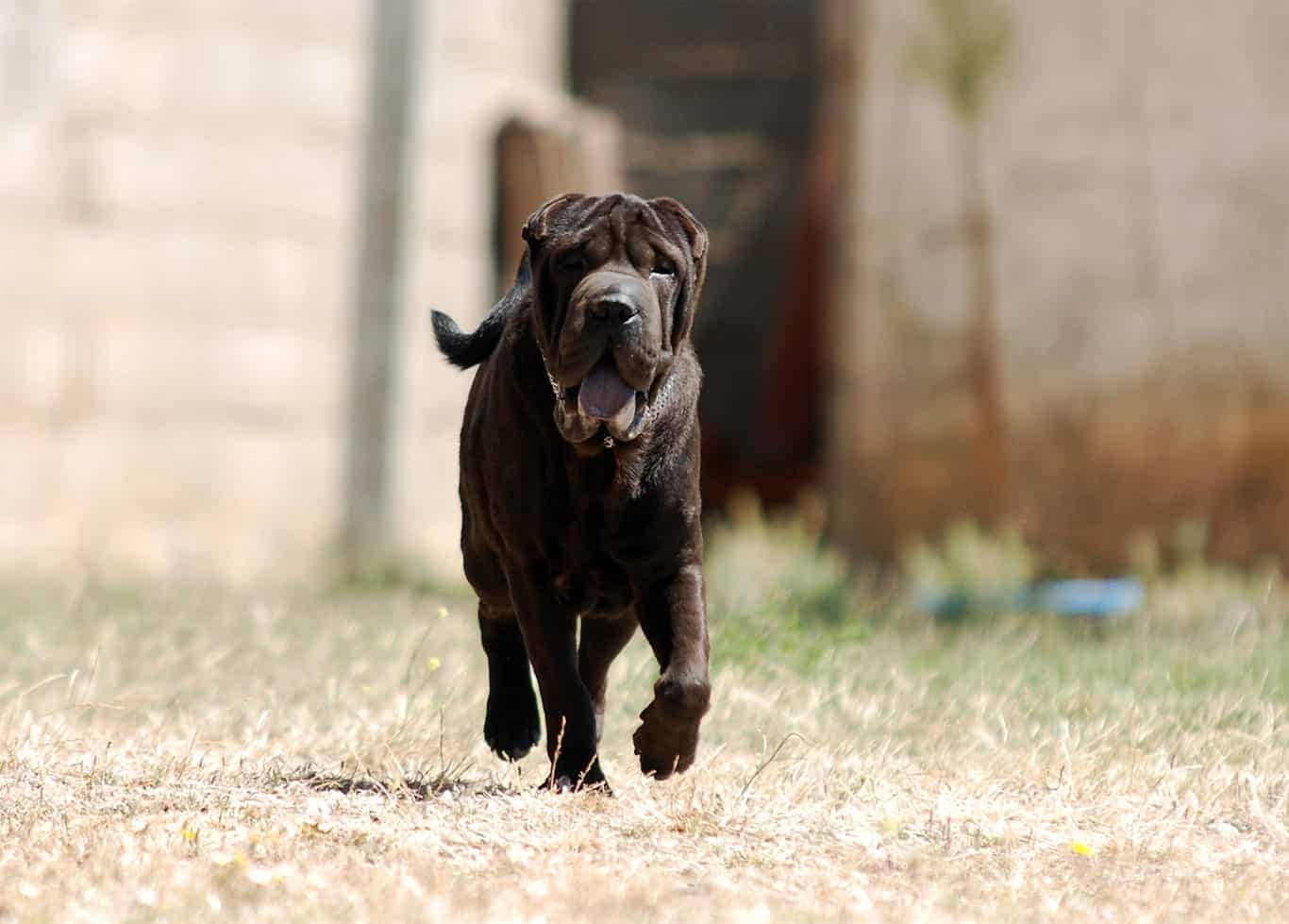 Sharpei