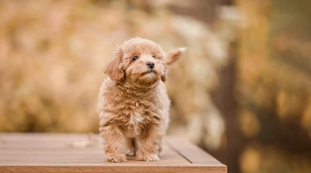 Maltipoo mladiči