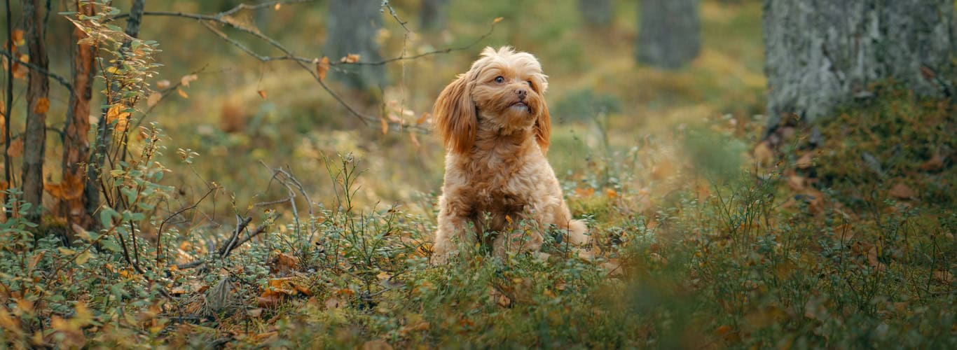 Maltipoo dizajnerska pasma psa