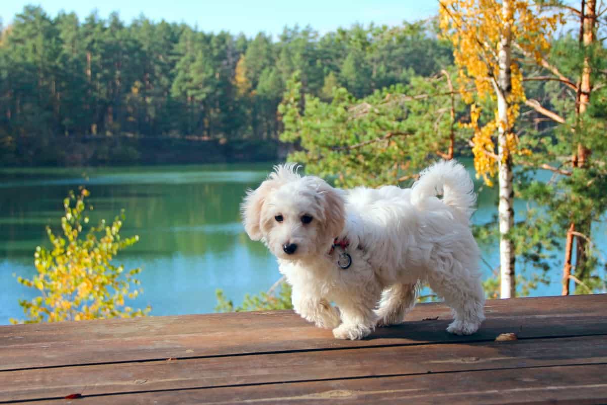 Zdravje pasme maltipoo