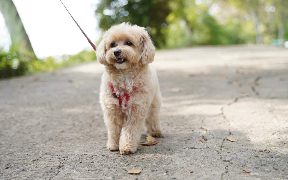 Nega pasme maltipoo
