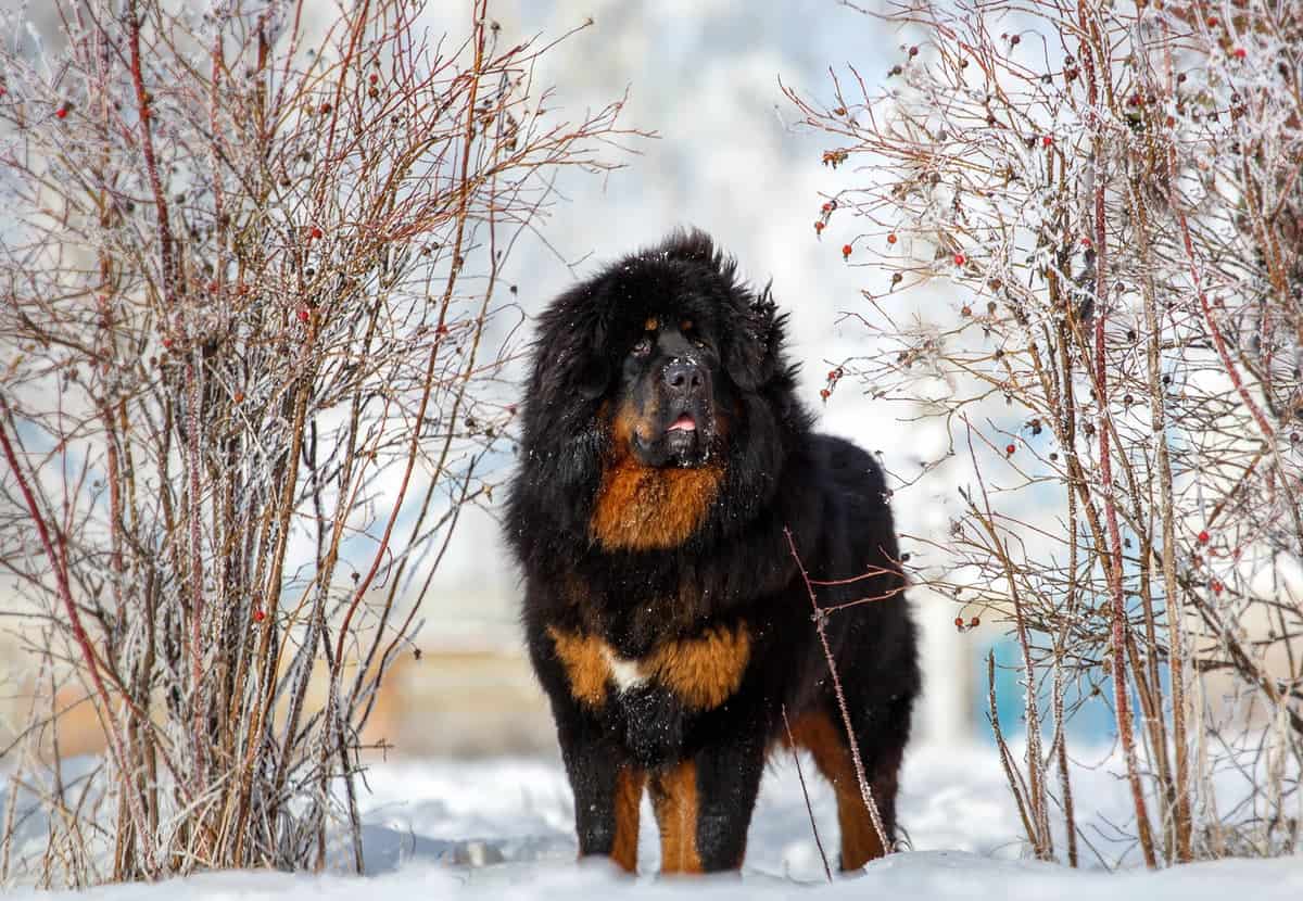 Temperament pasme tibetanski mastif