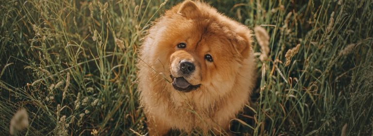 Chow chow (čov čov)