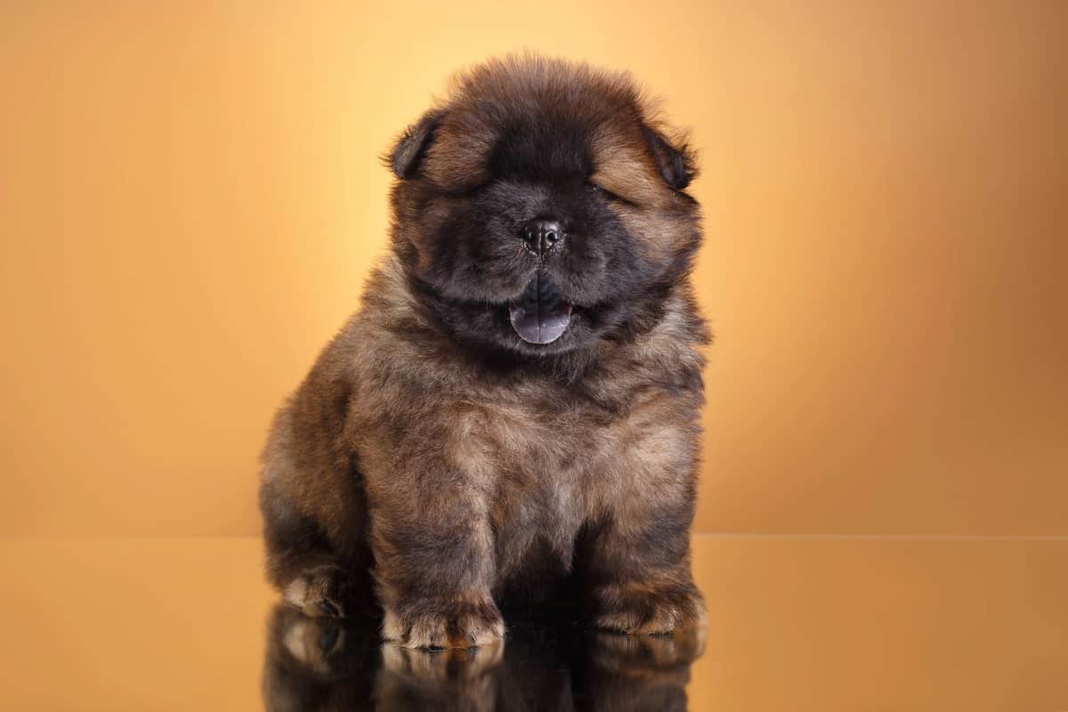Chow Chow mladički