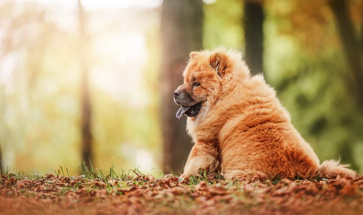 Pasma psa Chow Chow