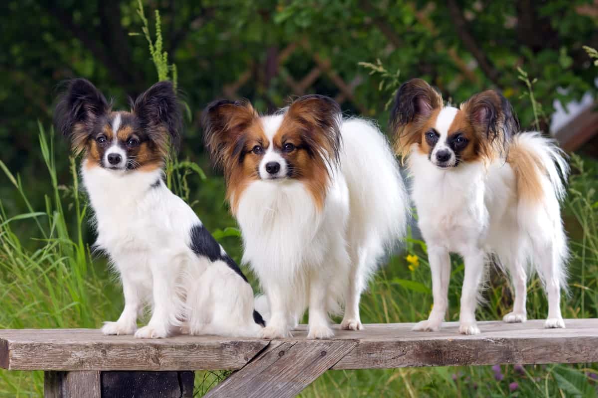 Papillon in Phalene