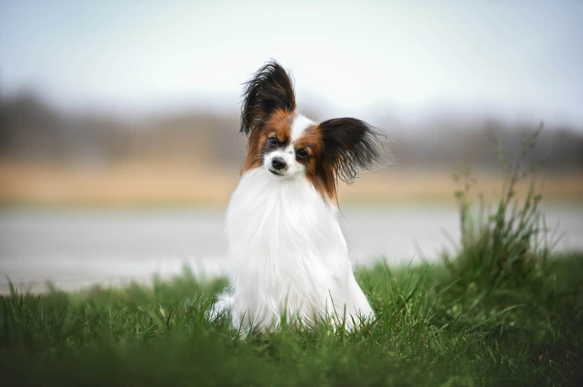 Pasma psa Papillon