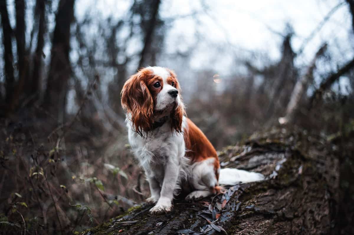 King Charles spanjel je razmerova zdrava pasma v kolikor izberemo odgovornega vzreditelja