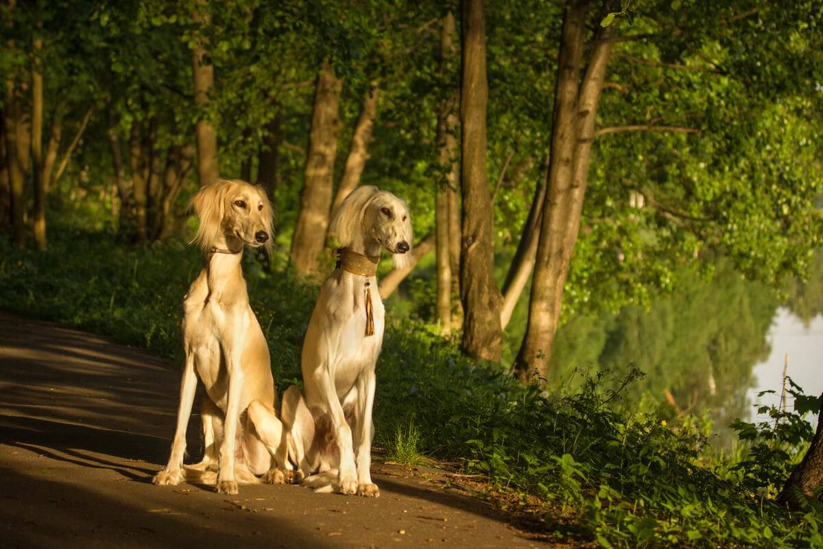 Saluki