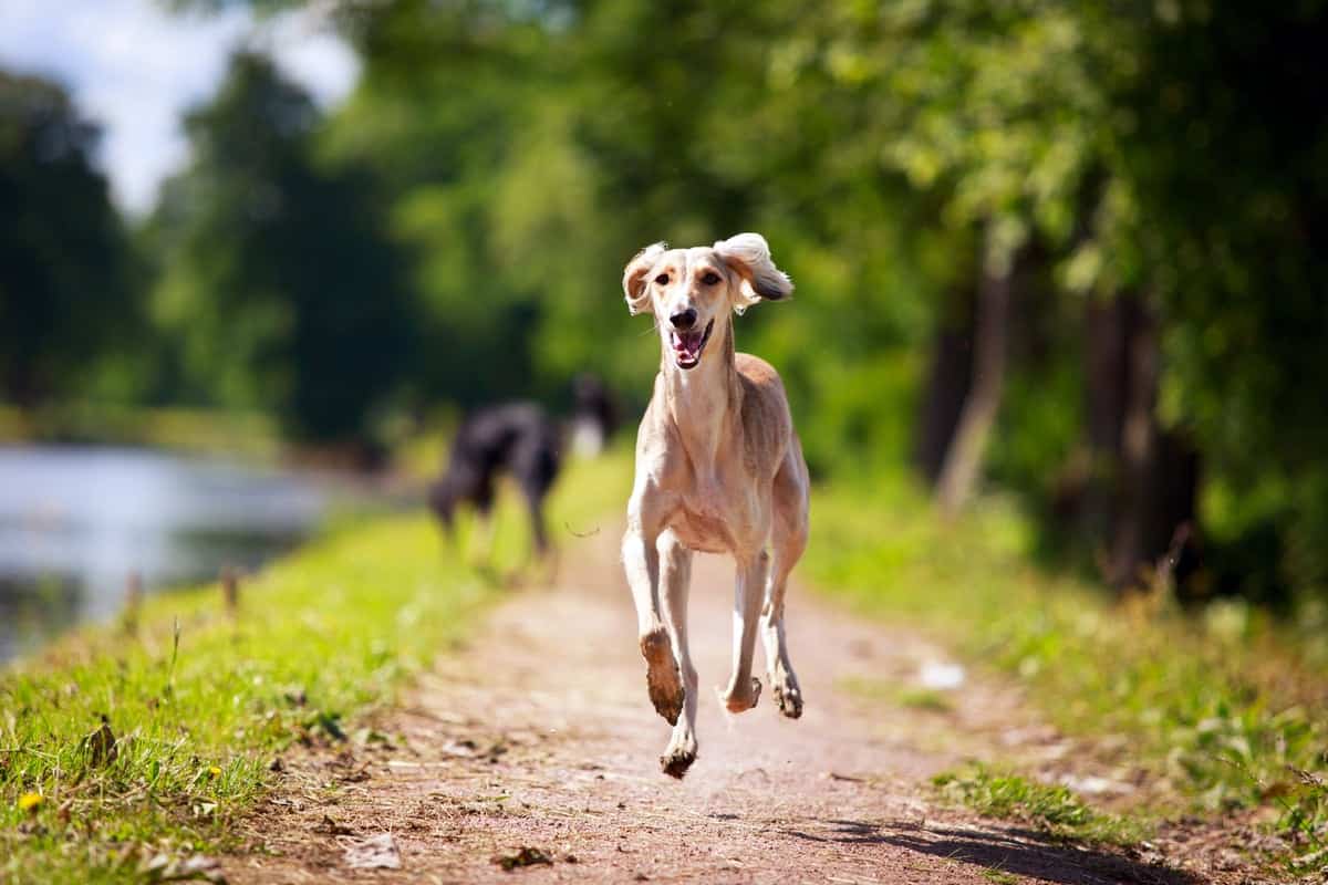 Perzijski hrt - Saluki