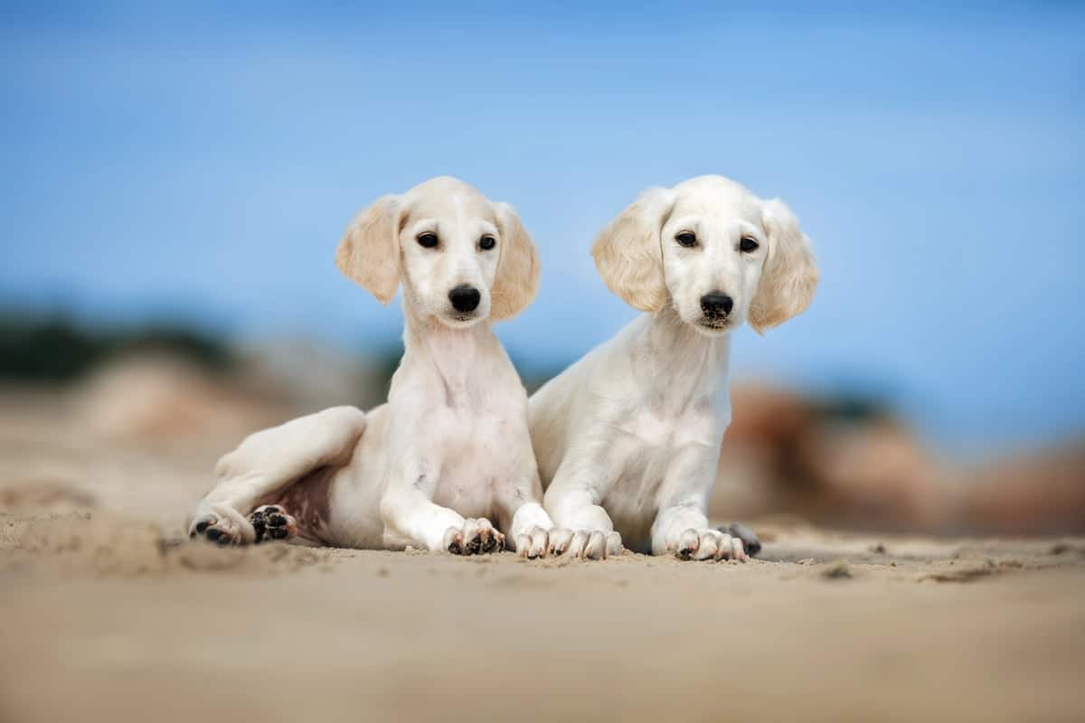 Saluki mladički