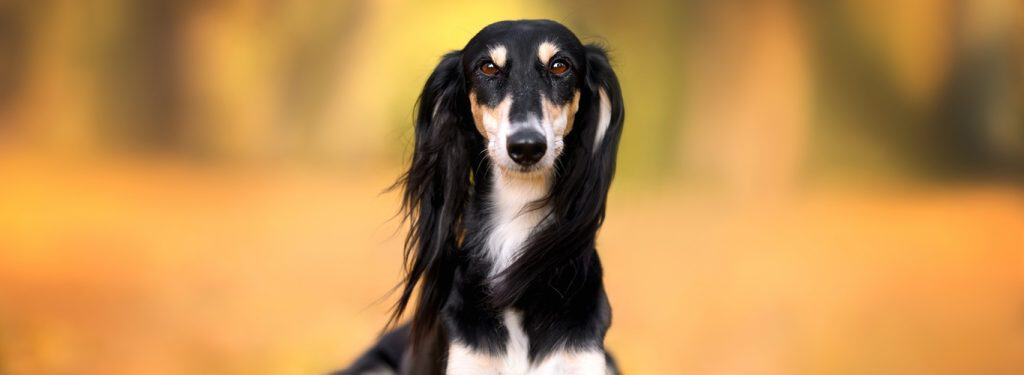 Saluki - Perzijski hrt