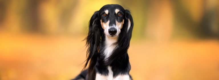 Saluki - Perzijski hrt