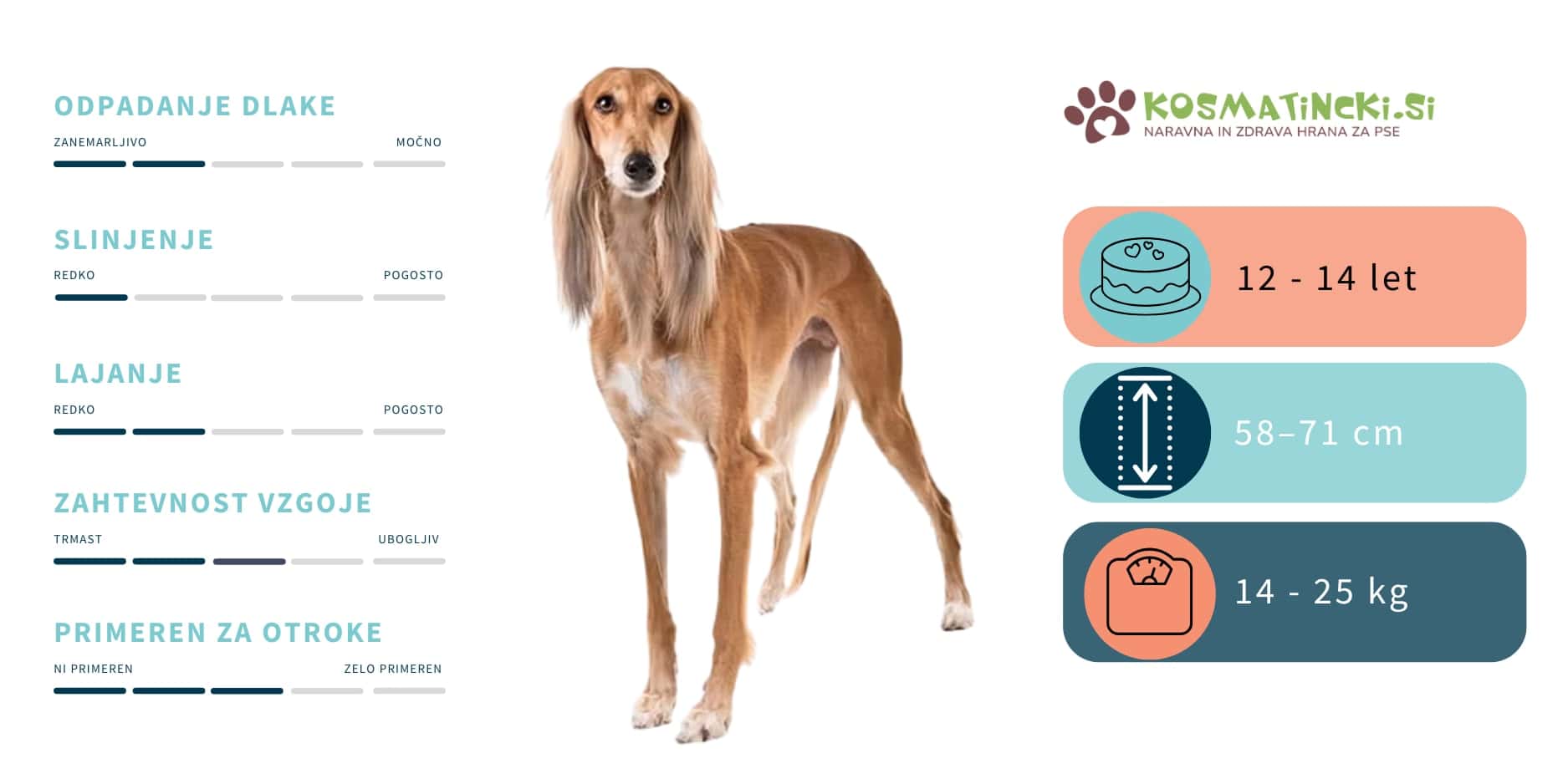 Saluki pasma psa