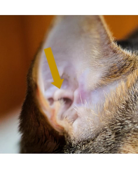 Felins Plus naravni obrambni kompleks za mačke 10ml