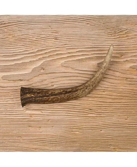 Canis Plus jelenov rog 1 kos