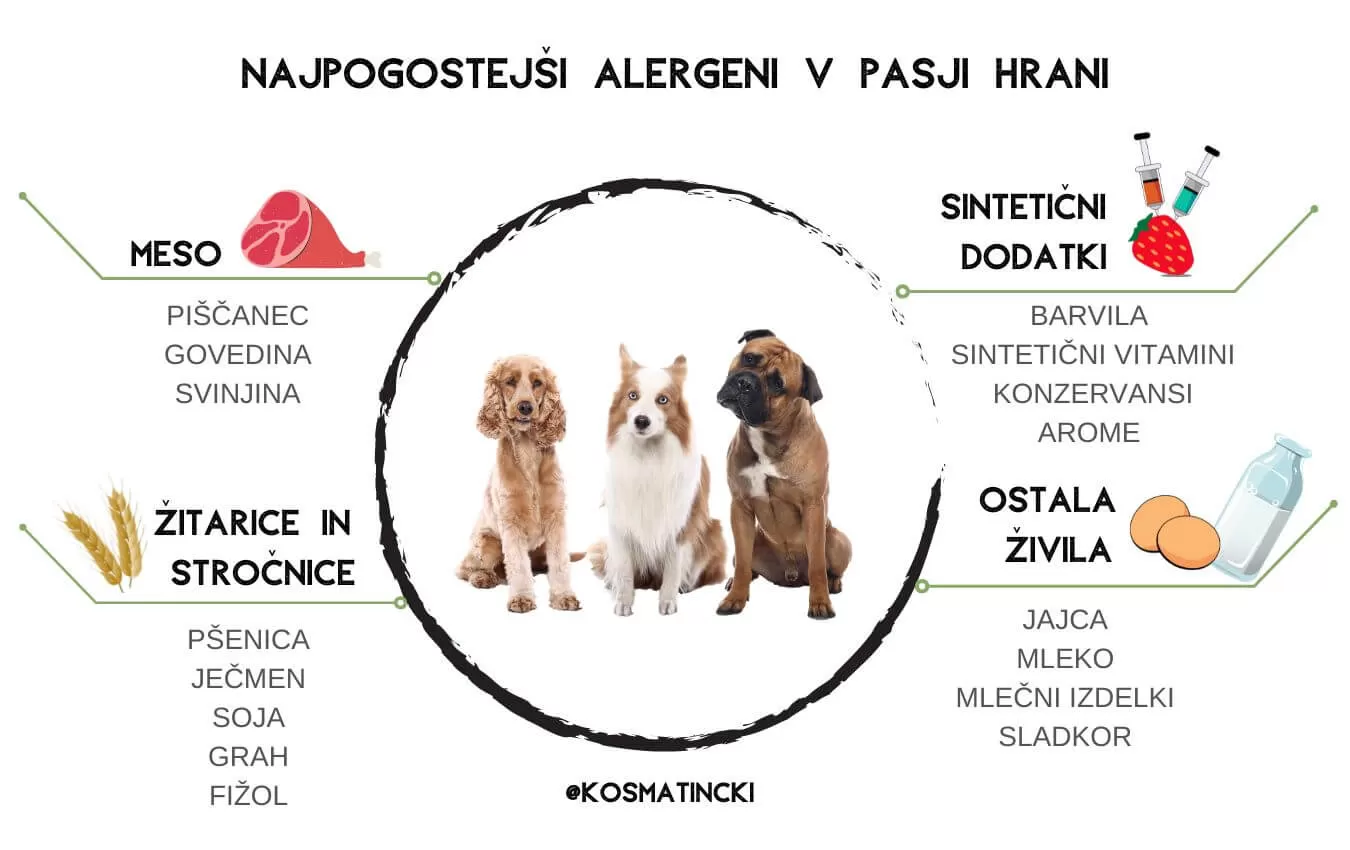 Hrana za alergične pse in najpogostejši alergeni v pasji prehrani