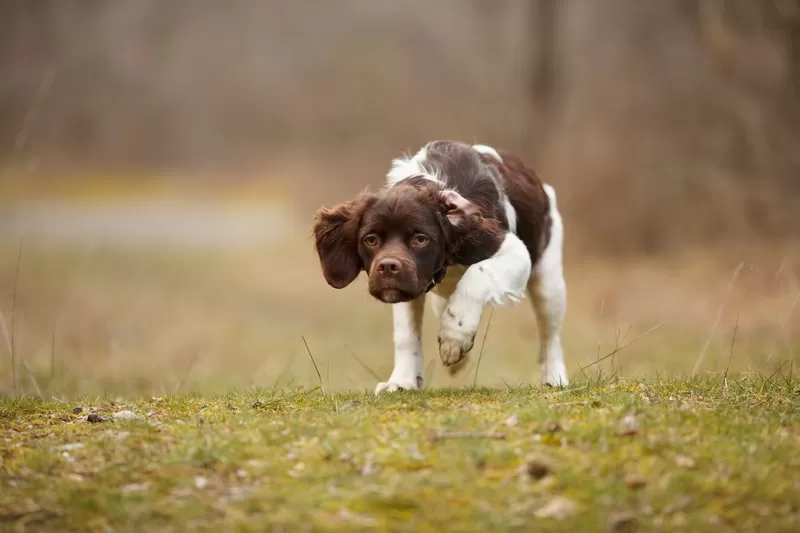 Glukozamin za aktivne pse