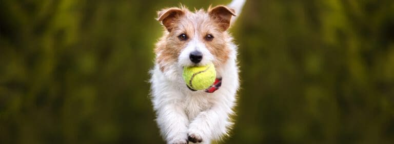 tenis žogica za pse