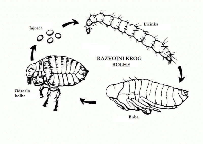 bolhe v stanovanju - razvojni krog