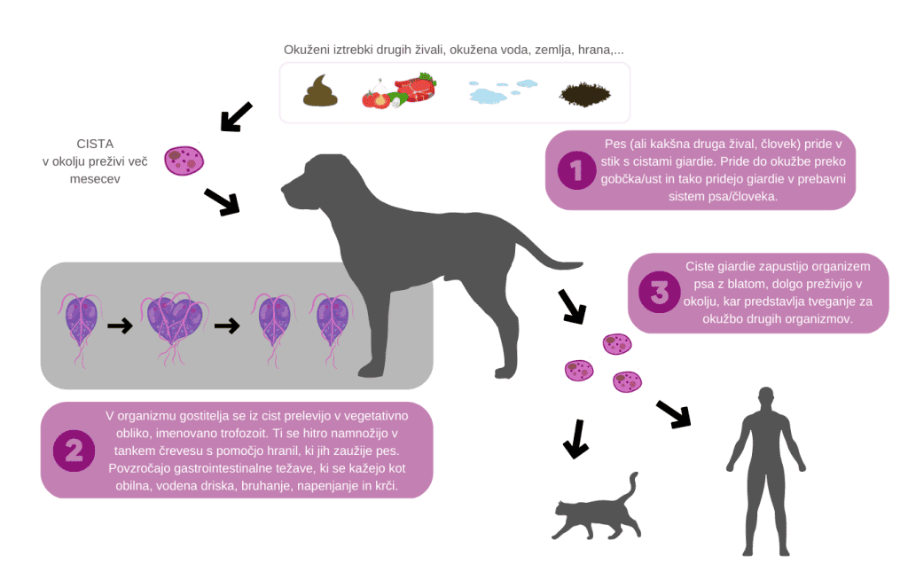 Giardia pri psih - razvojni korg