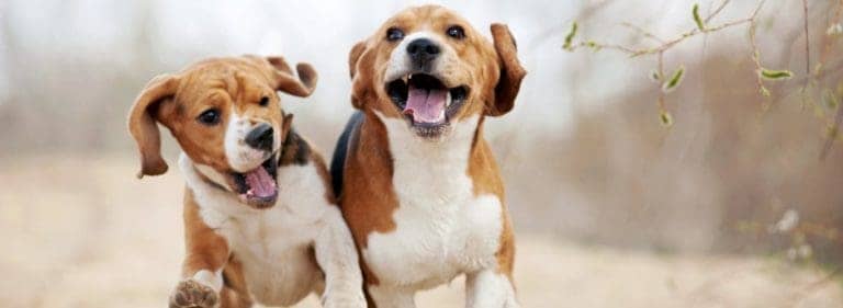 beagle