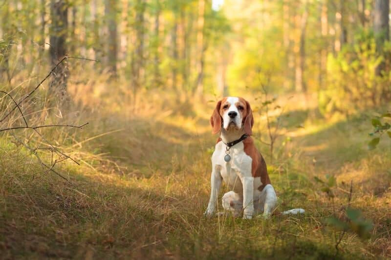 beagle je družinski pes