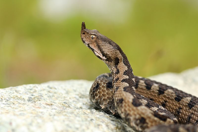 Kačji ugriz pri psih -modras