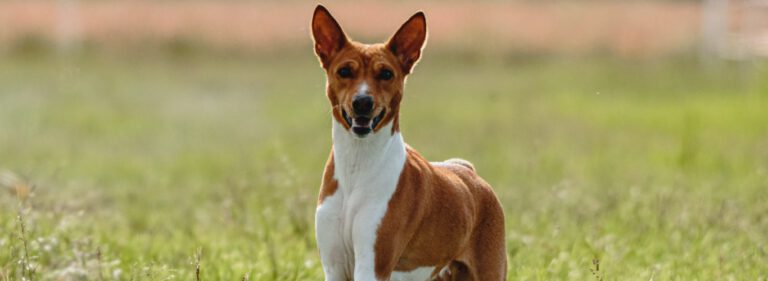 Pasma basenji