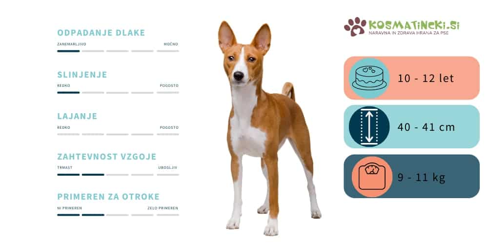 Basenji