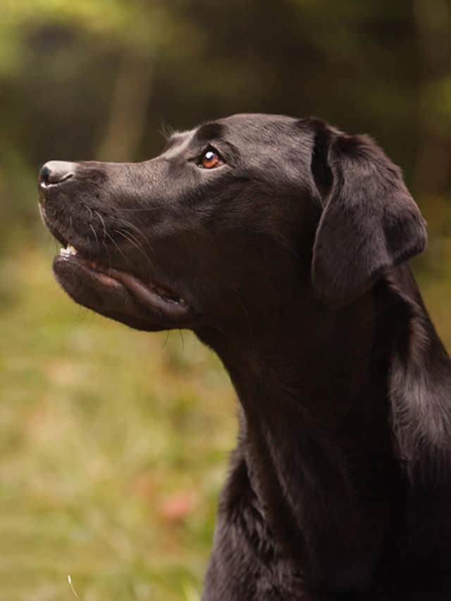 Labradorec v crni barvi iz profila