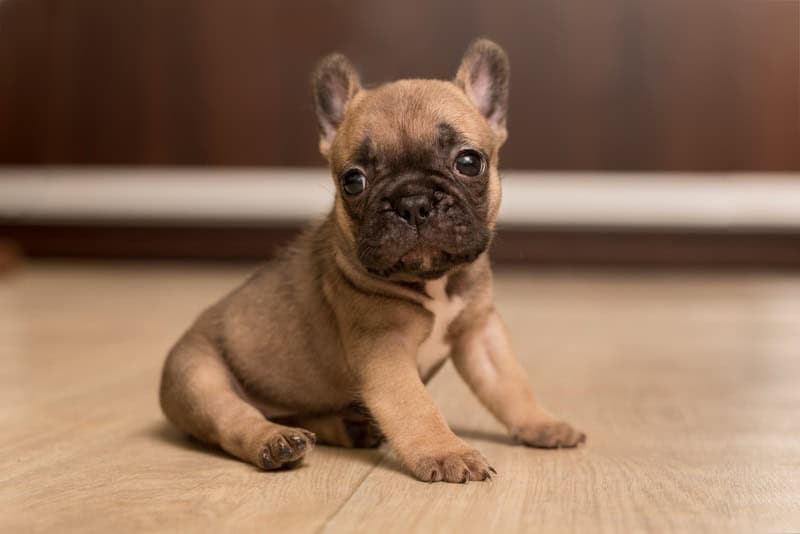 Francoski buldog mladiči