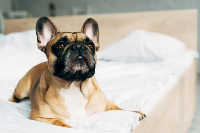 Francoski buldog