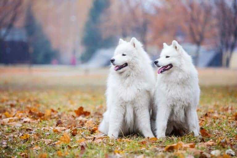 Samojed