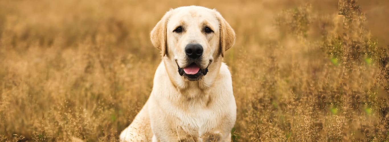 labradorec
