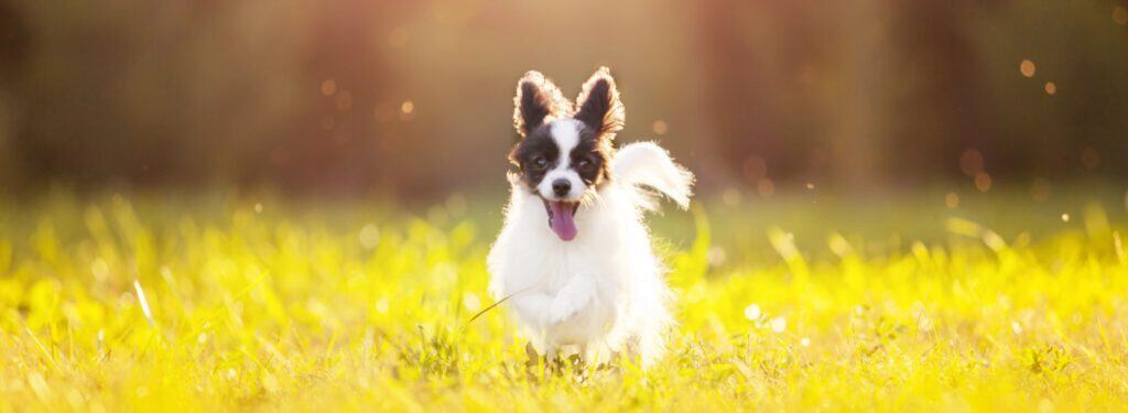 Velikonočne nevarnosti za psa