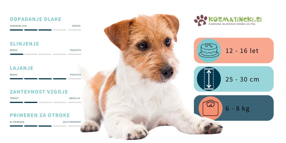 Jack Russell terier 