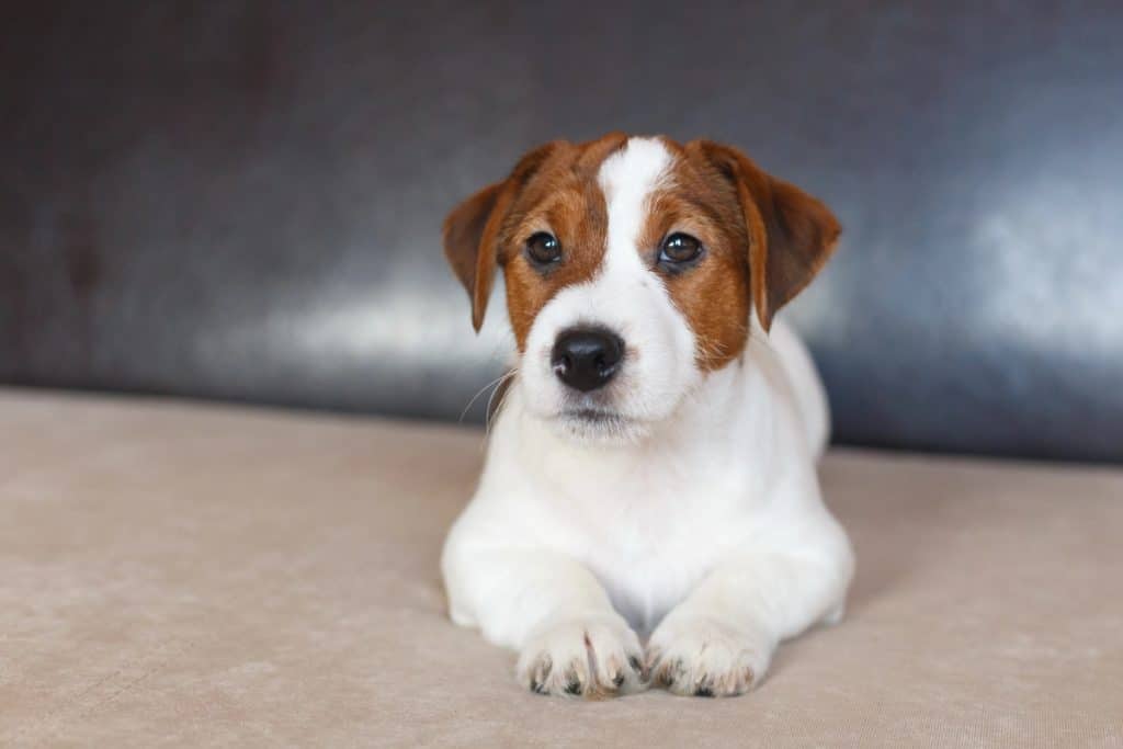 Jack Russell mladički