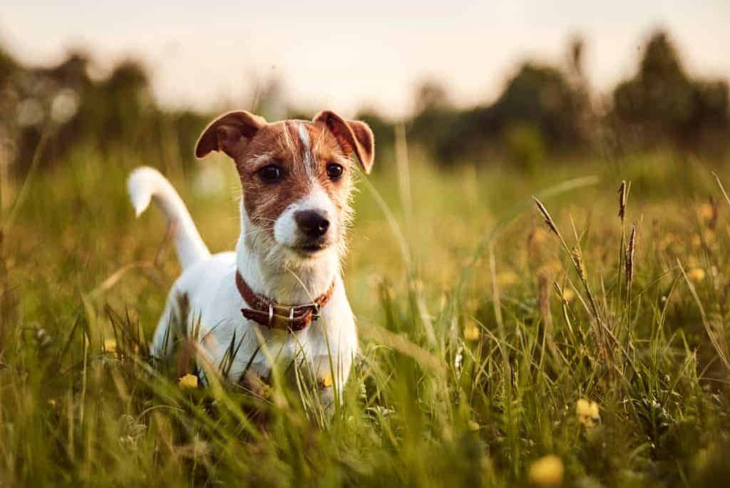 Jack Russell terier in različni tipi dlake