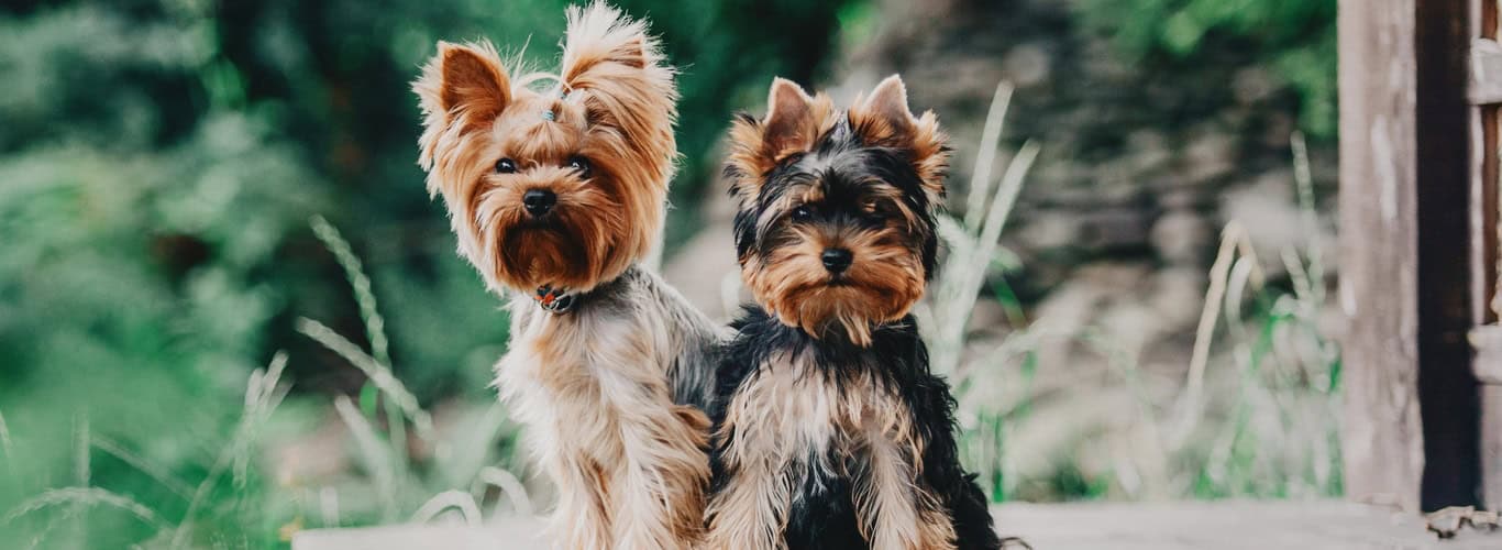Yorkshirski terier: Yorkie na kratko