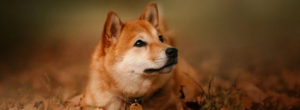Pasma shiba inu