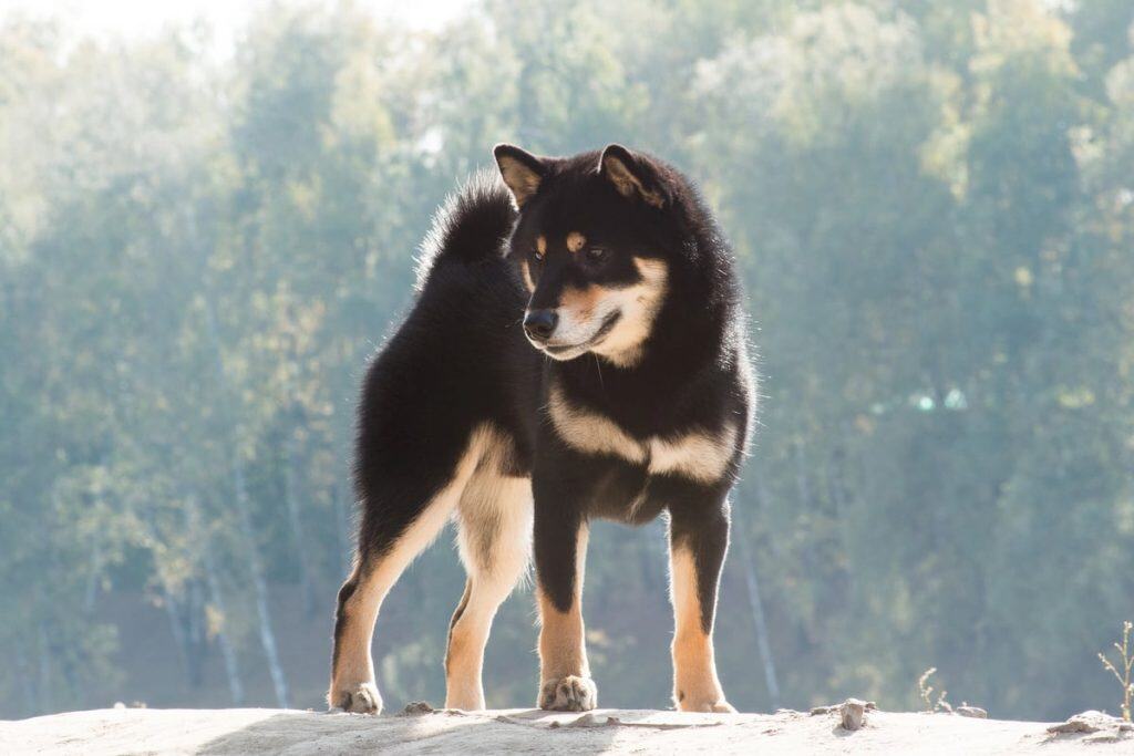 Shiba inu in nega pasme