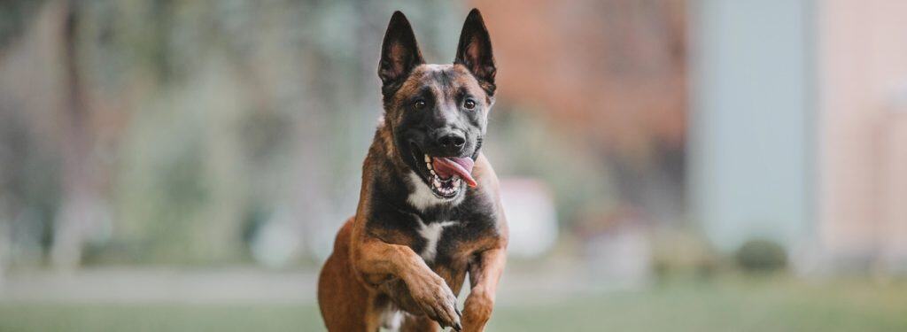 Belgijski ovčar Malinois