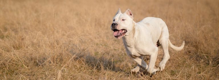 Argentinska doga