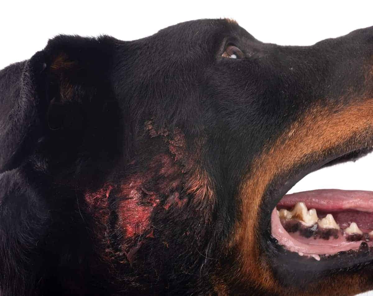 Hot spot pri psu imenujemo tudi akutni vlažni dermatitis