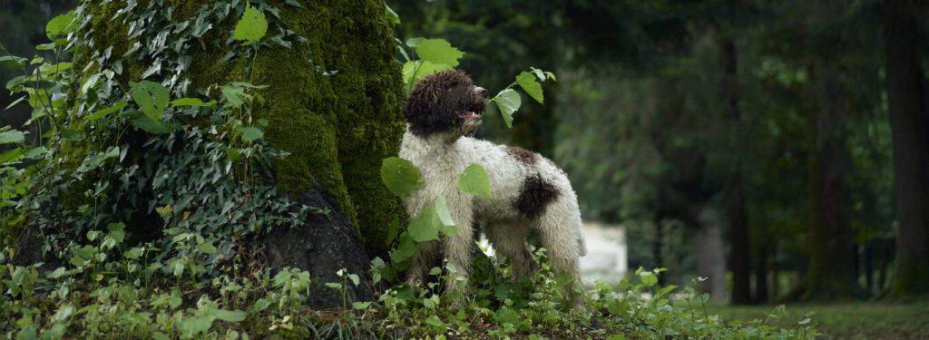 Lagotto romagnolo - romanski vodni pes