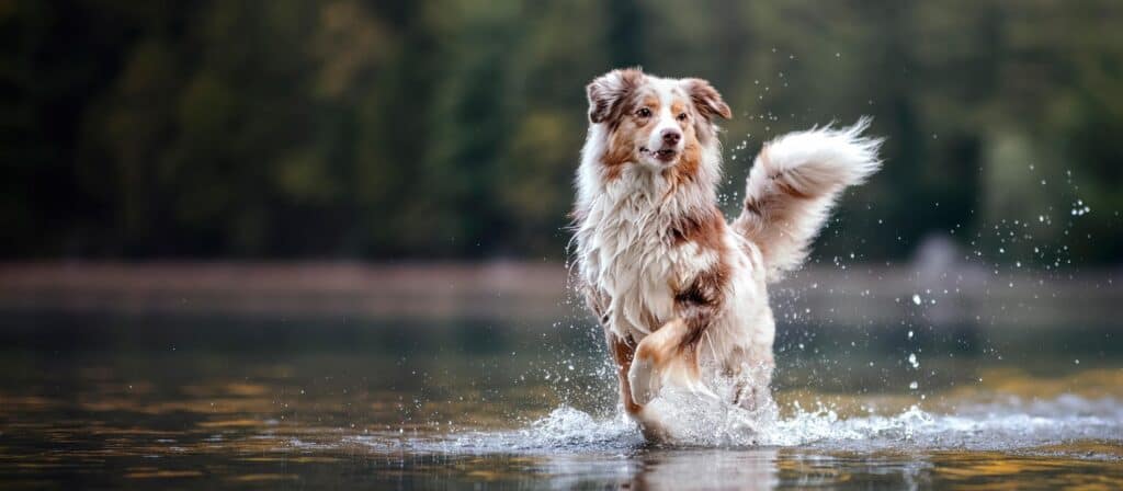 Border Collie v vodi