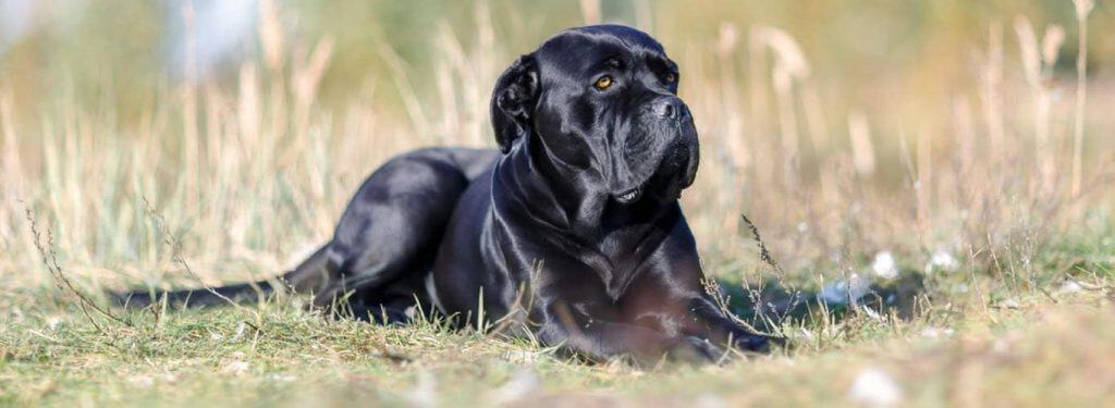 cane corso - italijanski mastif
