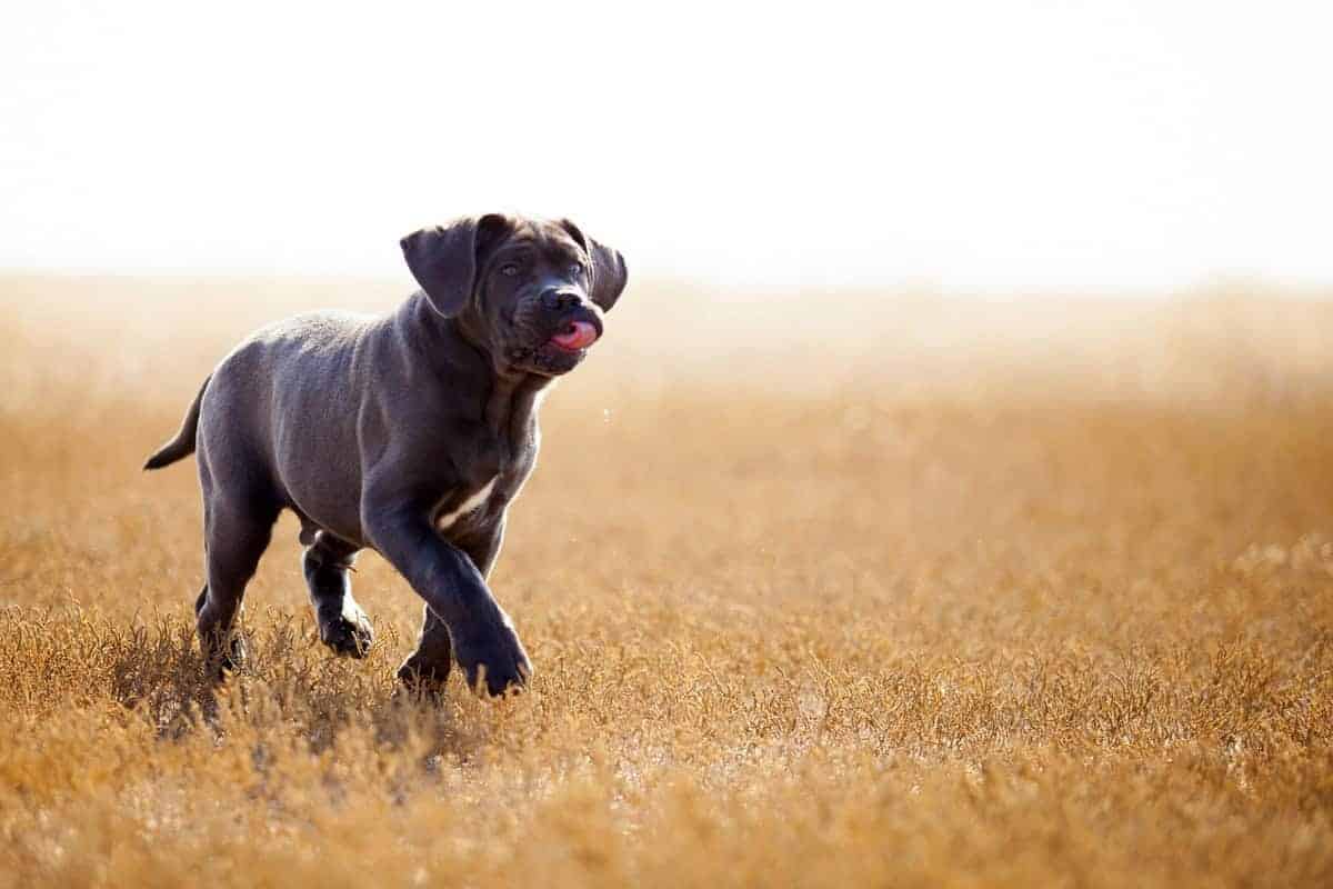 Cane corso značaj