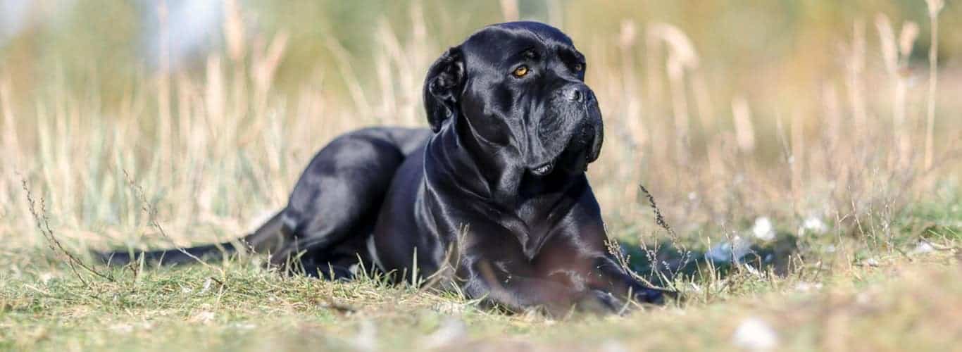 cane corso - italijanski mastif